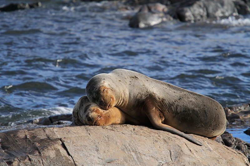 800px-Sea_Lions_Ushuaia