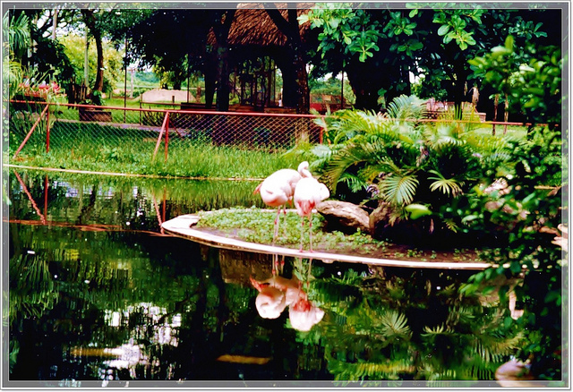 flamingosantacruz